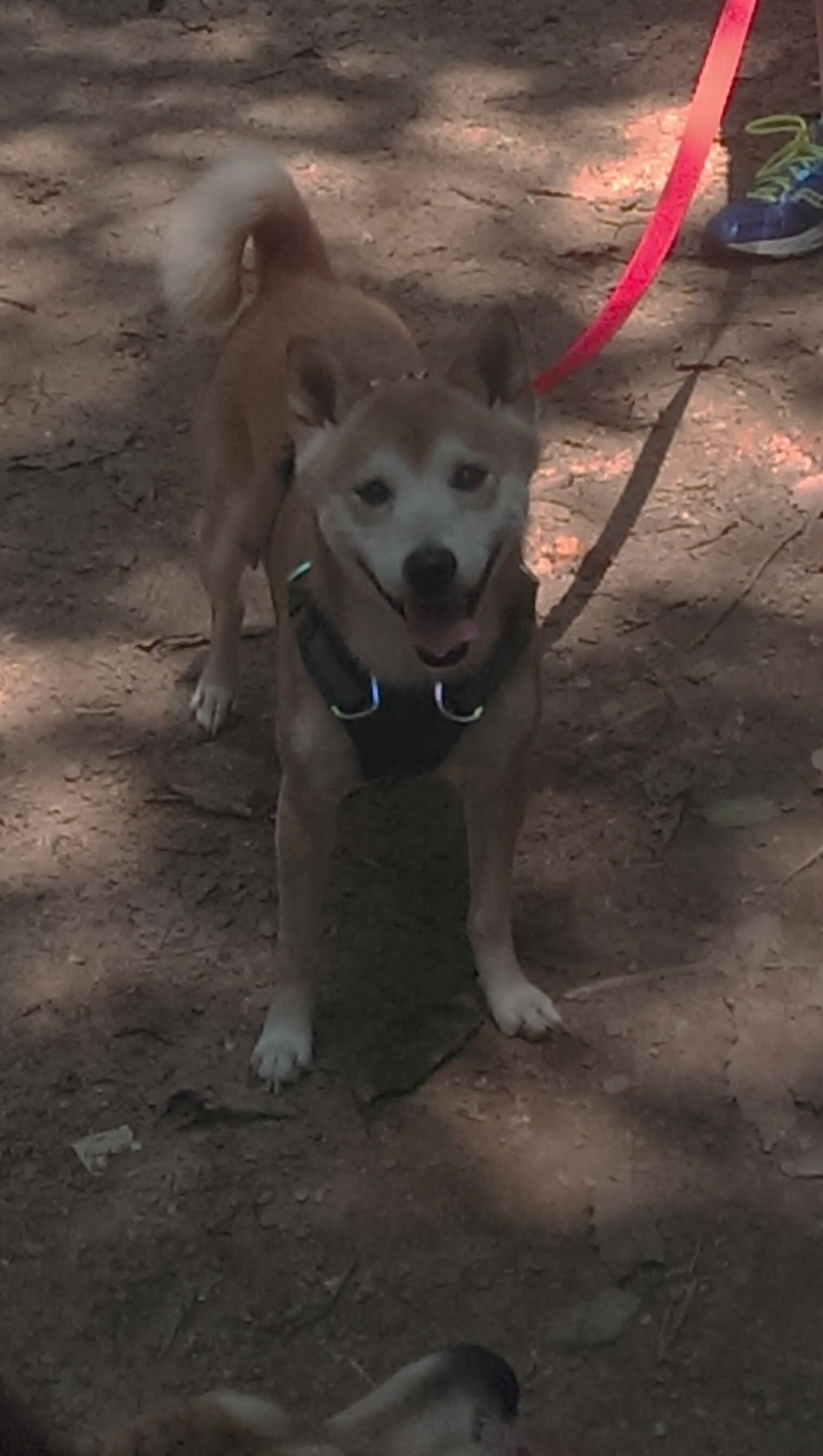 九游sports-职业球员缺乏自主康复管理能力，职业球员缺乏自主康复管理能力怎么办