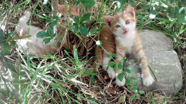 南半球强队对决,橄榄球冠军锦标赛燃情开战,橄榄球南非