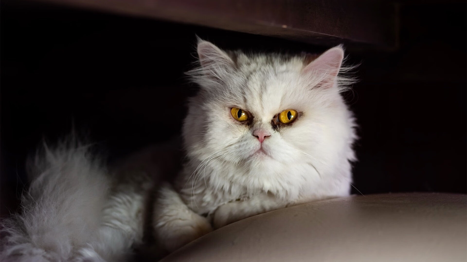 陈艺文淡定应对高强度赛程，你认识陈艺文吗